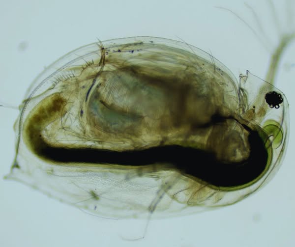 Daphnia magna – egy apró rák, nagy ökológiai jelentőséggel