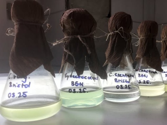 Zöldalgák az ökotoxikológiai vizsgálatokban – miért olyan fontosak ezek az apró élőlények?